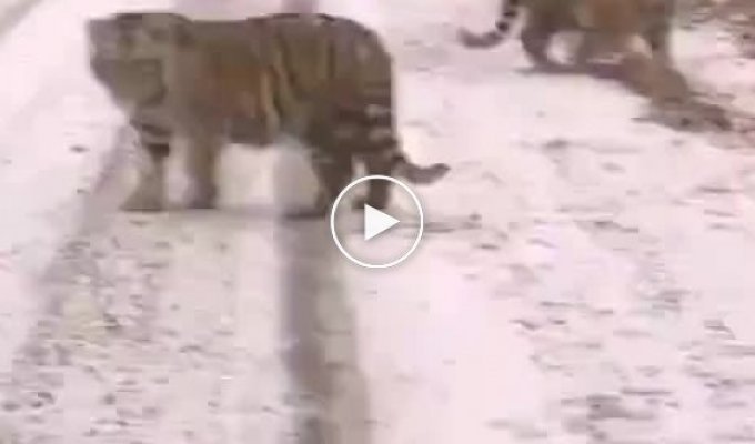 Любопытные тигрята вышли на дорогу в Приморье