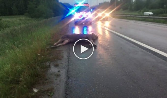 Сбили лося на дороге