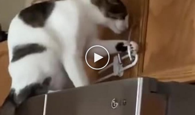 Кот штурмует дверцы кухонного шкафа