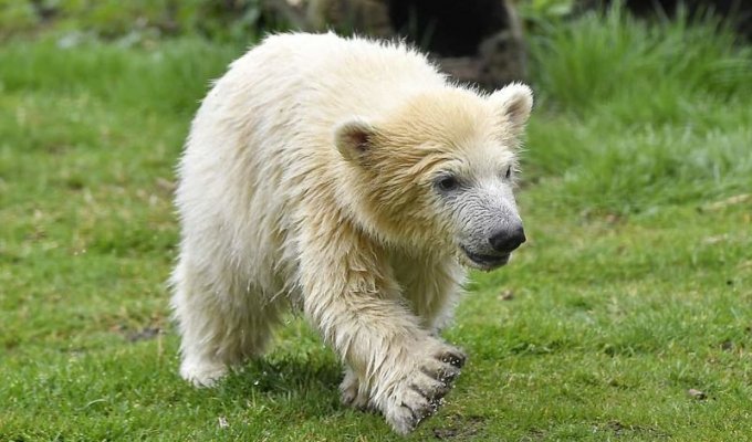 Привет, мир: первая прогулка детеныша белого медведя по зоопарку (12 фото)