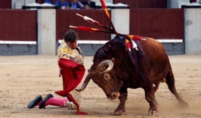 В Мадриде бык отправил матадора в больницу (4 фото)