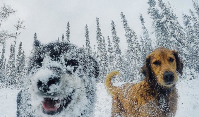 Стоматолог из Аляски и его собаки покорили интернет (9 фото)