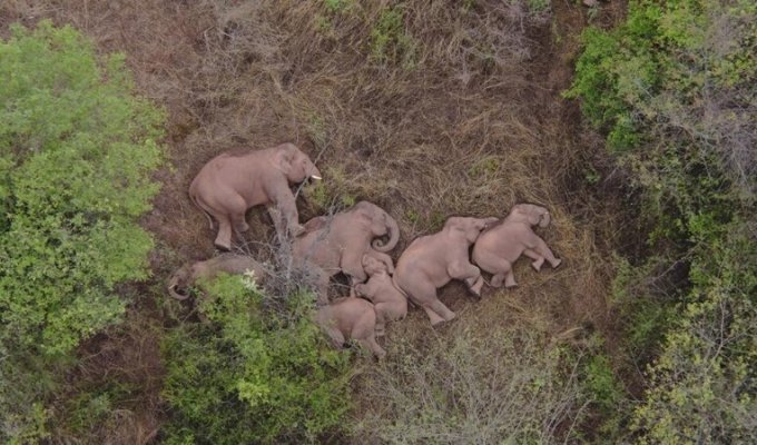 Слоны сбежали из заповедника и решили вздремнуть после своих странствий (6 фото)