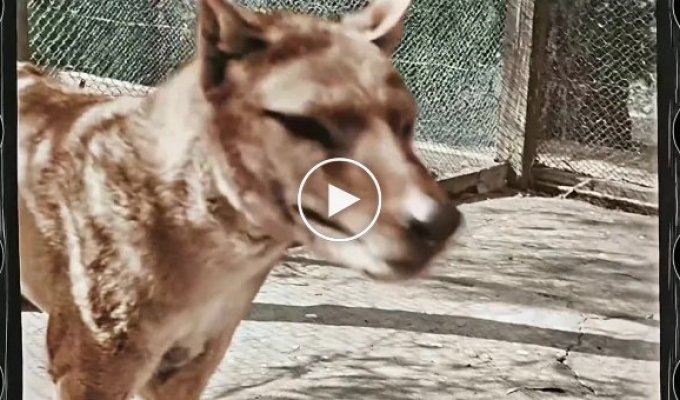 Оцифрованное и раскрашенное видео с тасманийским тигром (сумчатым волком)