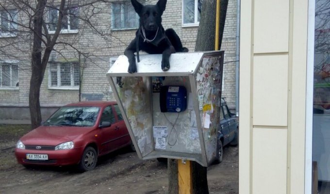 Российская действительность и собаки (20 фото)