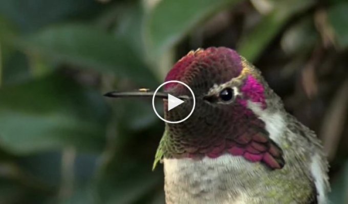 Красивая ярчайшая маска оперения колибри поражает