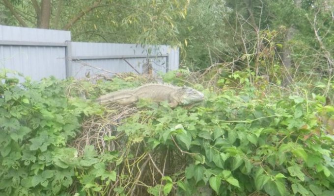 В Киевской области поймали сбежавшую игуану (5 фото)