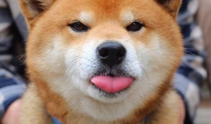 Знакомьтесь, Рюдзи, японский пес породы сиба-ину с самой выразительной мимикой (17 фото)