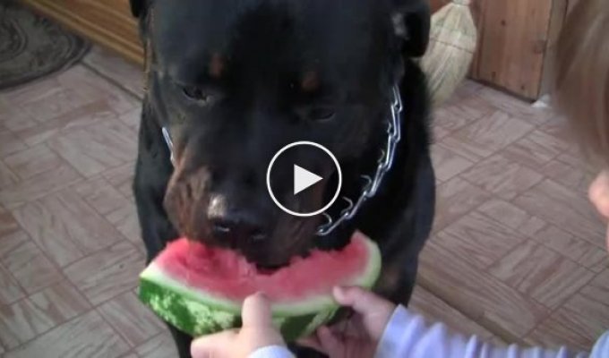 Собака кушает арбуз