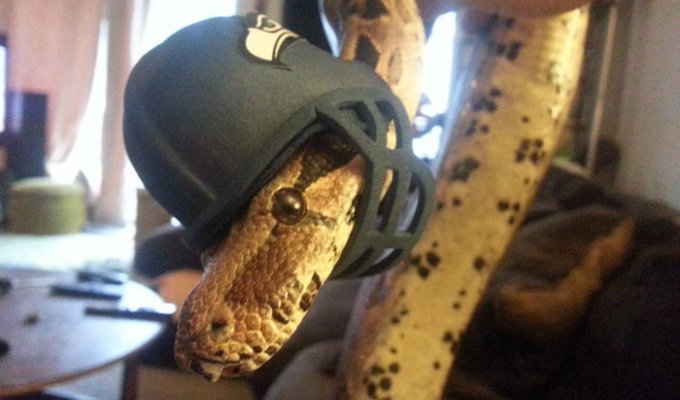 Эти змеи в шляпах просто восхитительны! (32 фото)