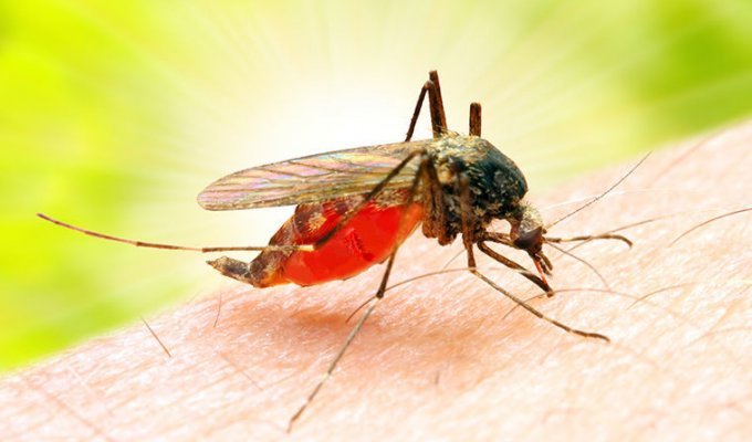 Любопытные факты о комарах (3 фото)