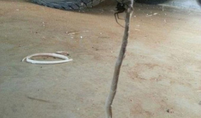 Смертельная схватка красноспинного паука и восточной коричневой змеи (3 фото + видео)