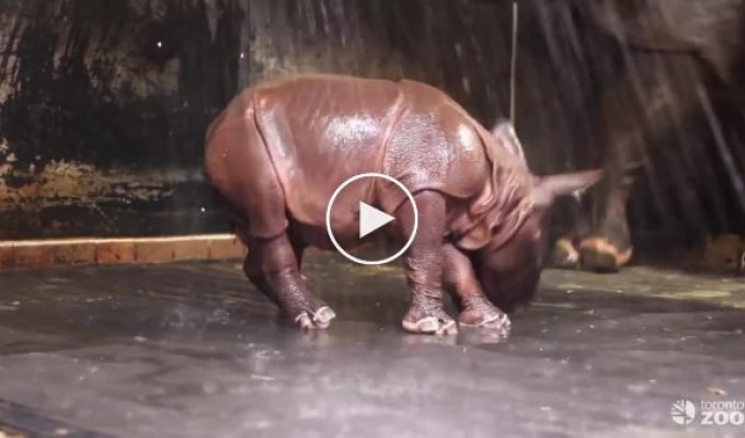 Детеныш индийского носорога резвится в душе