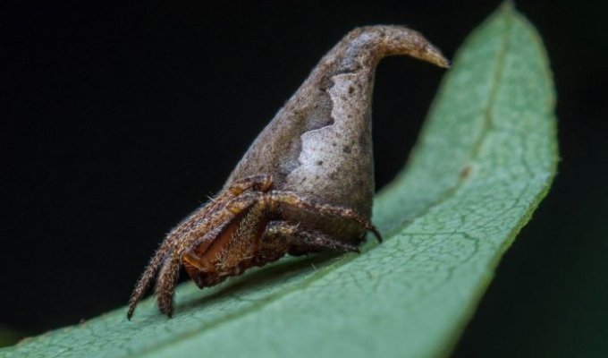 Новый вид пауков назвали в честь Распределяющей шляпы из «Гарри Поттера» (3 фото)
