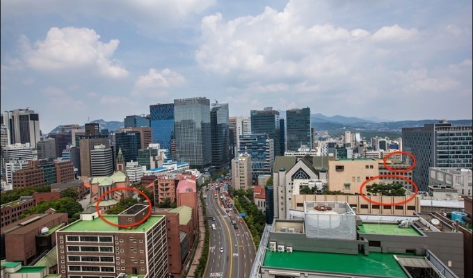 Как оживляют бетонные джунгли в Сеуле (16 фото)