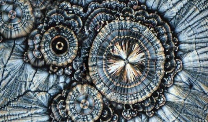 Мир через микроскоп (15 фото)