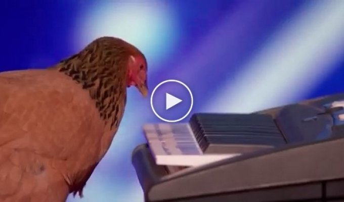 Курица которая умеет играть на пианино