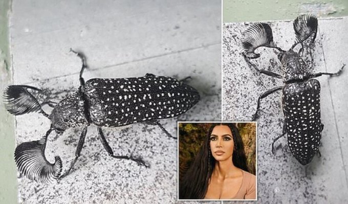 Австралийского жука назвали в честь Ким Кардашьян (5 фото + 1 видео)