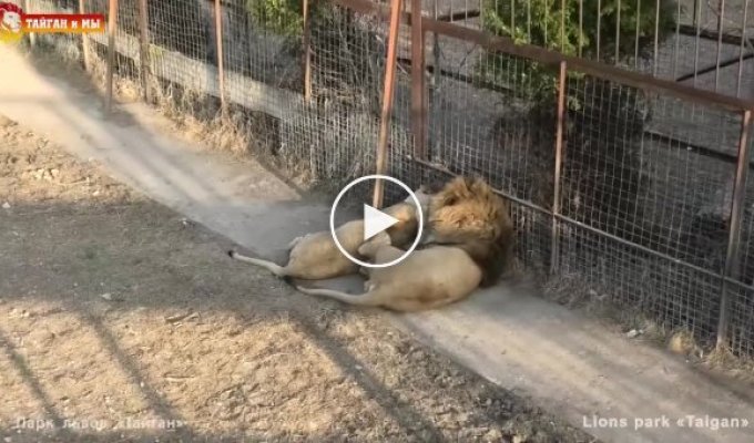 Необычные взаимоотношения в парке Тайган холодный лев и горячая львица