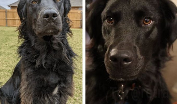 Парень показал, как за два с половиной года его черный пес полностью стал белым (8 фото)