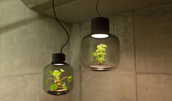Красивые лампы с растениями, растущими без участия человека (3 фото)