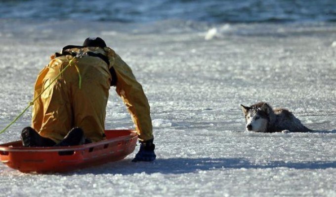 Человек спас провалившегося под лед пса (5 фото)