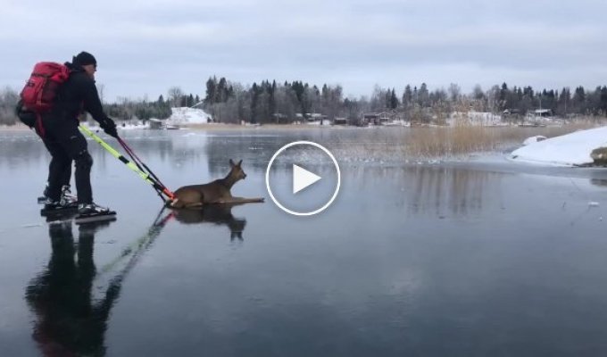 Спасение олененка со льда замерзшего озера