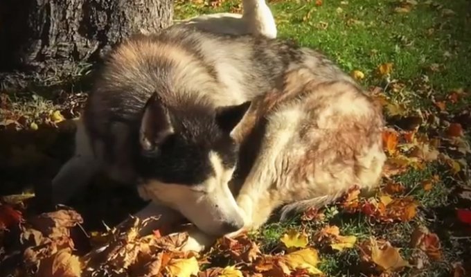 После смерти своей подруги, пес подружился с уткой