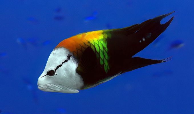 Большеротый губан: диковинная рыба, которую сложно забыть (9 фото)