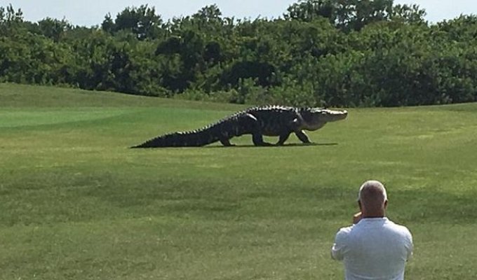 Во Флориде аллигатор прогулялся по полю для гольфа (2 фото + видео)