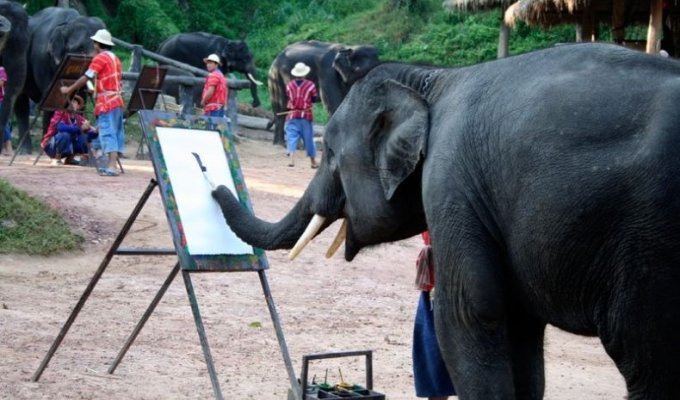  Слон-художник (7 фото)