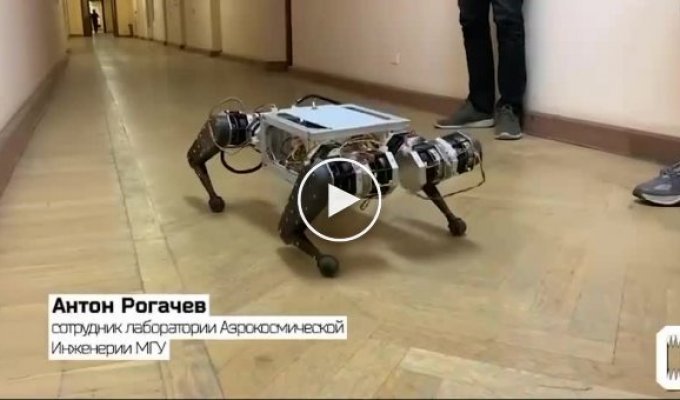 Ученые из МГУ разработали первую российскую робособаку - брата Boston Dynamics