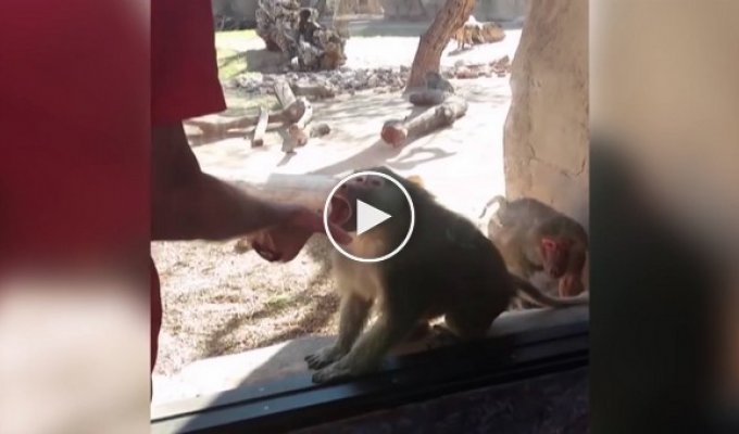 Посетитель зоопарка показал карточный фокус бабуину. Забавная реакция животного удивит любого