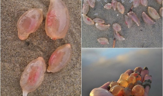 Тысячи странных существ вышли на пляж в Калифорнии (9 фото)