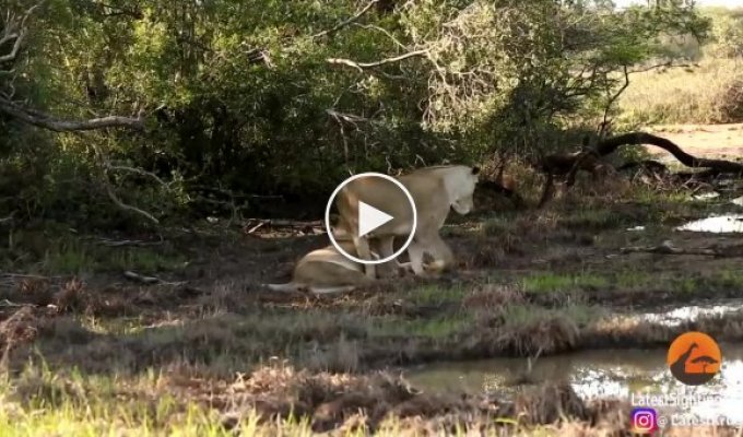 Туристы запечатлели двух любвеобильных львиц в ЮАР