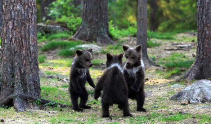 Финские медвежата водят хоровод (10 фото)