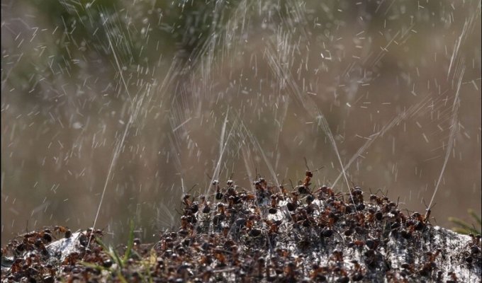 Зачем птицы специально садятся на муравейник и купаются в муравьях? (4 фото)