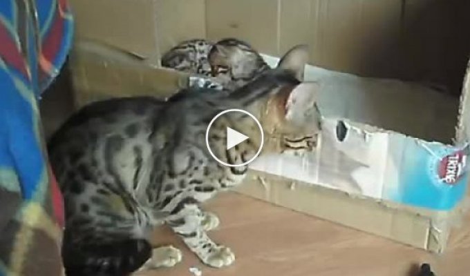Бенгальская кошка общается со своим котенком