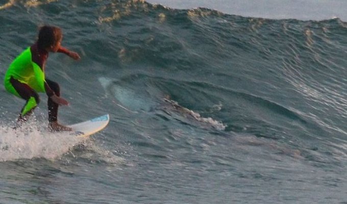 10-летний серфер случайно проплыл над белой акулой (4 фото)