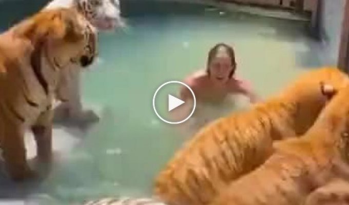 Поплавали бы в бассейне с тиграми