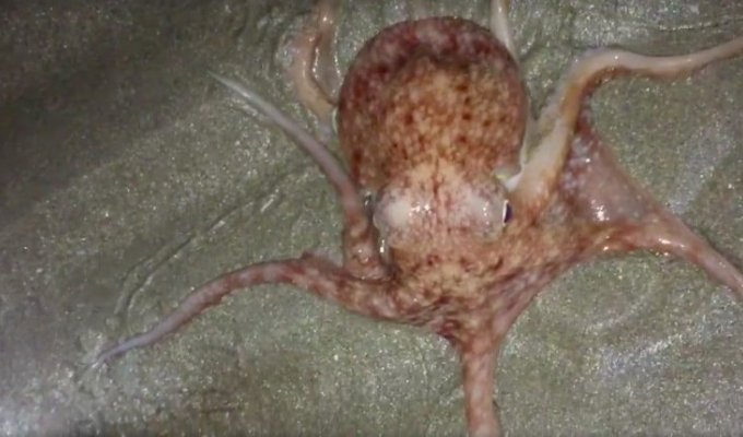 Жителей Уэльса испугало таинственное нашествие осьминогов, но учёные нашли ему объяснение (3 фото)