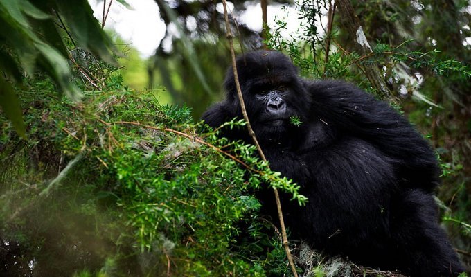 Горные гориллы (10 фото)