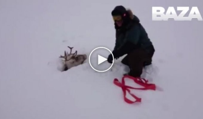 В Ижме местные жители спасли оленя, который увяз в болоте и снегу