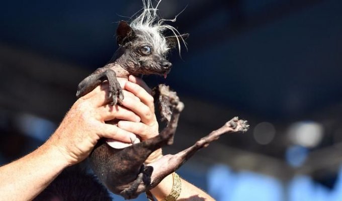 Самая уродливая собака слепа, носит подгузники и имеет гноящуюся язву (3 фото)