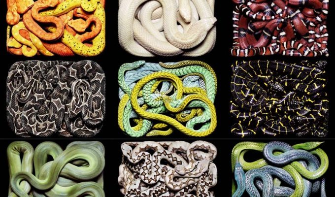 Змеиная коллекция Гвидо Мокафико (53 фото)