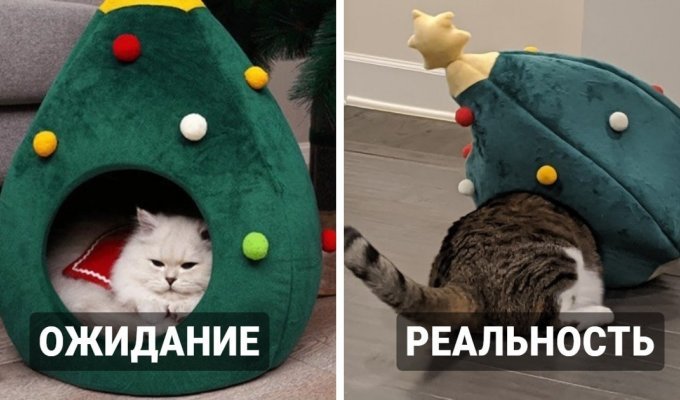 Хозяева хотели порадовать своих котиков и собак подарками, но что-то пошло не так (18 фото)