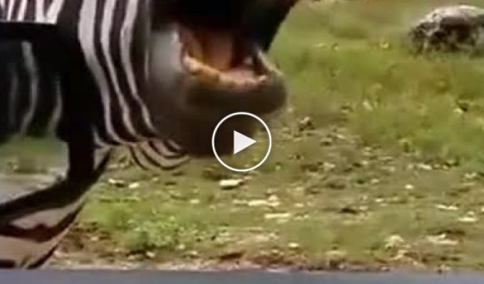 Поющая зебра-попрошайка