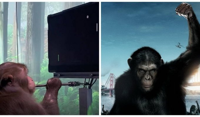 Компания Маска показала, как обезьяна играет в видеоигры "силой мысли" (3 фото + 2 видео)