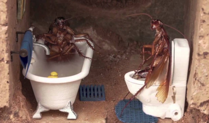 Почему тараканы возвращаются, даже если дома стерильная чистота? (5 фото)