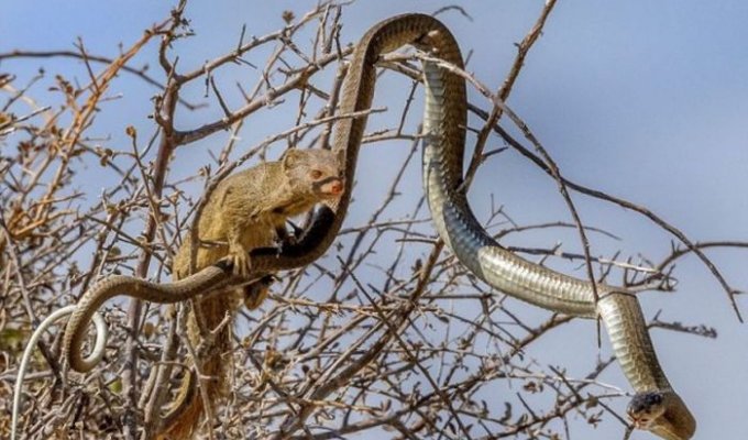 Мангуст решил полакомиться ядовитой змеей (8 фото)